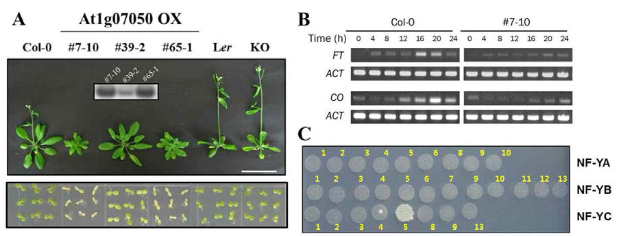 At1g07050 과발현 식물체 분석. (A) At1g07050 과발현 식물체의 개화 지연 표현형. 과다발현체 3개 라인과 결핍 식물체(CS25915)가 이용되었으며, 그림 안의 박스는 과다발현체 내 At1g07050 유전자 발현을 northern blot 분석으로 확인한 것이다. 과다발현체는 유전자 발현양에 비례적으로 개화 지연이 일어나는 것을 관찰할 수 있다. (B) 개화 조절 유전자 발현 조사. At1g07050 과발현 라인 #7-10과 대조구(Col-0)에서의 유전자 발현을 배양 시간 별로 조사하였다 (long day condition, 0~18 h light/19~24 h dark). At1g07050 과발현 라인에서 CO 및 FT 발현이 크게 감소되어 있음을 확인할 수 있다. (C) Yeast two-hybrid assay를 이용한 At1g07050 및 NF-Y component와의 상호작용 분석 결과. 애기장대에는 NF-YA 10 종, NF-YB 13 종, NF-YC 13 종의 유전자가 존재한다 (그림 내 해당 숫자 참조). 이들 중에서 At1g07050은 NF-YC와 특이적으로 상호작용하며, 그중에서 NF-YC5와 가장 강하게 특이적으로 상호작용함을 확인할 수 있다
