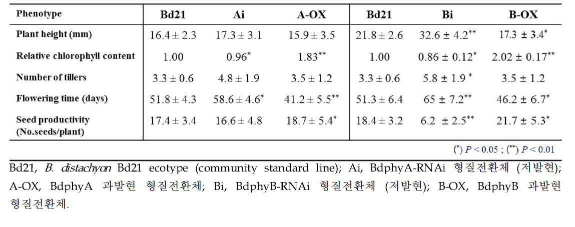 BdphyA/BdphyB 과발현 및 저발현 Brachypodium 식물체의 표현형 분석 결과