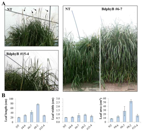 BdphyB 유전자 과발현 억새 식물체의 포장에서의 표현형 분석 결과. (A) LMO 포장에서 키운 억새 표현형. 241 DOY (241 days of year)에서 찍은 사진으로서, 대조구 식물체(NT)는 개화가 진행된 반면 (왼쪽 위, 화살표 참조), BdphyB 과발현 식물체는 개화가 진행되지 않아 개화 지연 표현형을 확인할 수 있다 (왼쪽 아래). 또한 BdphyB 과발현 식물체는 대조구에 비해 잎이 길고 키가 큰, 즉 바이오매스 증대를 보여주는 표현형을 보여주었다 (오른족 그림). (B) 억새 식물체의 flag leaf 표현형 분석 결과. 241 DOY 억새 식물체의 flag leaf 길이, 폭, 면적 등을 분석한 결과, BdphyB 과발현 식물체들은 대체로 큰 flag leaf을 지니고 있음을 확인할 수 있다