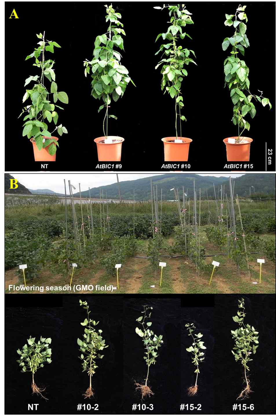 AtBIC1 유전자 과발현 콩 식물체의 표현형 분석 결과. 온실 (A) 및 GMO 포장(B)에서 키운 콩 식물체를 보여주고 있다. 대조구 식물체(NT)에 비하여 AtBIC1 형질전환 콩은 식물체 키가 크게 증대되었음을 관찰할 수 있다