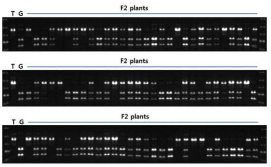 Example of genotyping F2 plants using developed CAPS marker