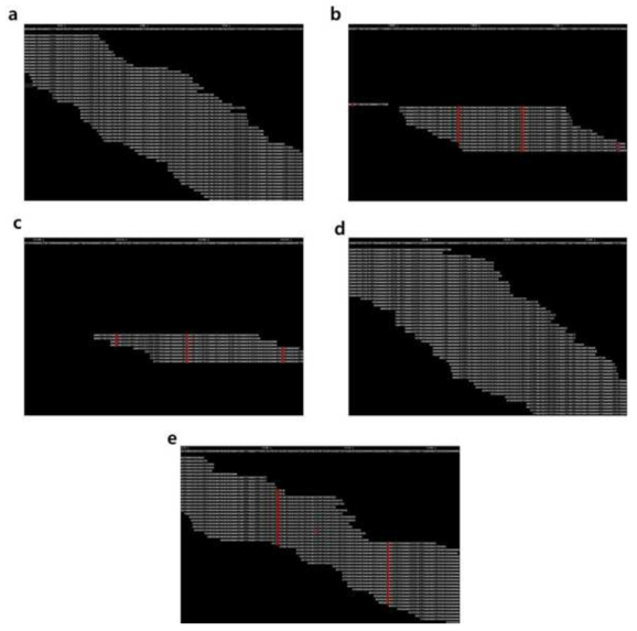 Read mapping of Gayabyeo genome sequence onto BPH resistance genes. Reference BPH resistance gene sequences were shown at the top row of each panel, and mapped read sequences were sown below the reference sequences. White letters indicate identical nucleotide while red letters indicate different nucleotides. a: Bph3, b: BPH14, c: BPH18, d: BPH26, e: BPH9
