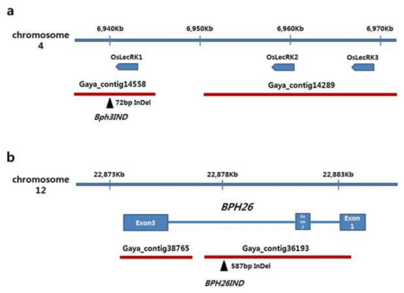 Detection of InDels between Gayabyeo and Nipponbare reference sequences for development of InDel markes in Bph3 and BPH26 region. a: Bph3 region, B: BPH26 region