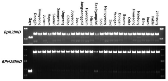 Genotyping of Gayabyeo and 27 Korean japonica rice varieties with Bph3IND and BPH26IND markers