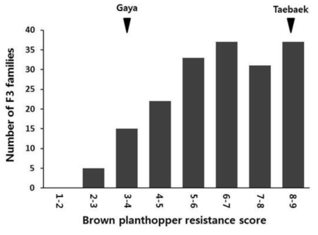 Distribution of BPH resistance scores of the 180 F3 families