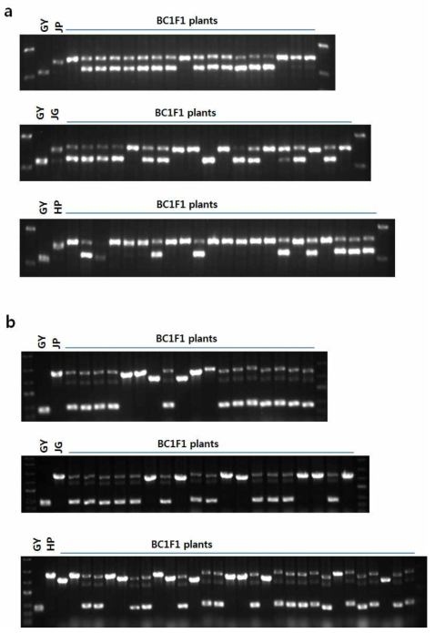 Genotyping of BC1F1 plants with with Bph3IND and BPH26IND markers a: Genotyping with Bph3IND marker. b: Genotyping with BPH26IND marker. GY: Gayabyeo, JP: Jopeongbyeo, JG: Jungsaenggold, HP: Hyeonpumbyeo