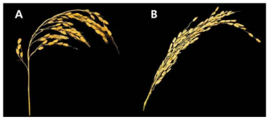 the phenotype of rice ear after cold treatment (A: cold-resistant germplasm, B: cold-recessive germplasm)