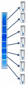 gel slicing method for Shotgun proteomics analysis