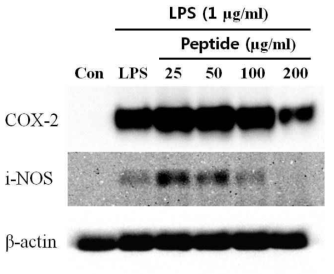 선별 펩타이드의 농도에 따른 염증관련 인자의 발현 저해 확인