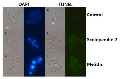 Scolopendin 2로 인한 핵 및 DNA의 손상
