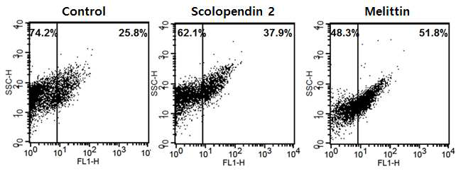 Scolopendin 2로 인한 metacaspase의 활성 확인