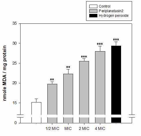 Periplanetasin-2로 인한 지질과산화 유도