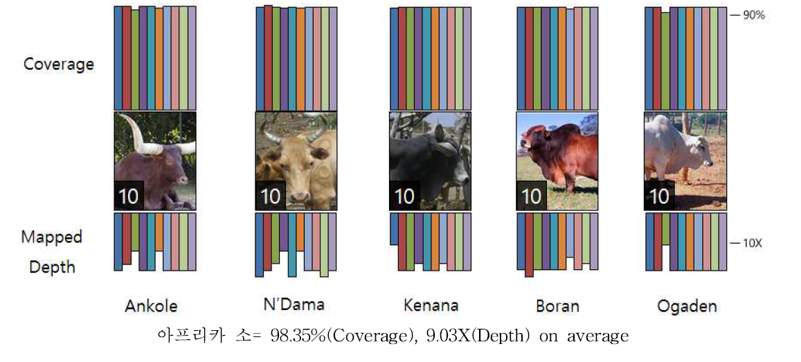 아프리카 소 품종의 Read 및 맵핑 정보