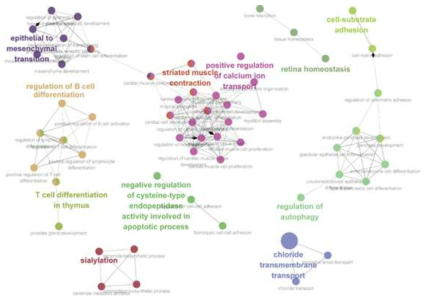 Gene Ontology Network 분석 결과