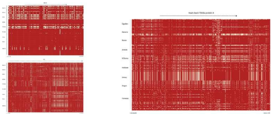 Haplotype sharing 분석