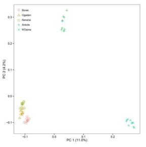 아프리카 소 품종별 Principal component analysis (PCA) 분석