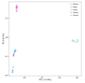 Principal component analysis (PCA) 분석을 통한 B. taurus에서 확인