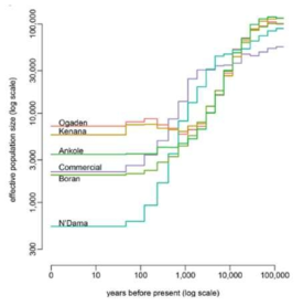 아프리카 소 품종 사이의 effective population size 분석