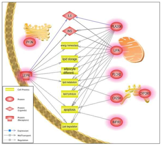 Pathway analysis of genes containing the deleterious nsSNPs. As categorized in GO profile, many genes were involved in the biological processes related to lipid metabolism and processing. LEPR, PLA2G6, and LIPA genes were showing signal network mediated by IL6 and insulin