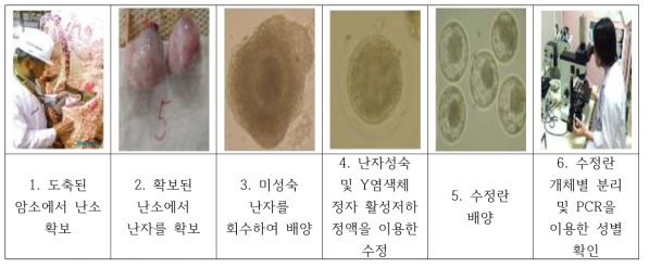 수정란을 이용한 sexing 가능성 검증 개요