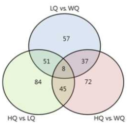 Venn diagram of DEGs used in pairwise statistical tests and the contrast matrix of the organisms- WQ, LQ, and HQ (Significance level: FDR-adjusted P-value <0.05)