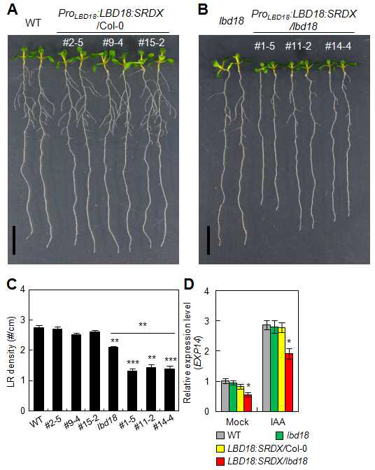 Analysis of LR formation of ProLBD18:LBD18:SRDX in wild-type and lbd18 mutant backgrounds. A. Seven-d-old seedlings of ProLBD18:LBD18:SRDX Arabidopsis and wild-type (Col-0). # indicates the line number of ProLBD18:LBD18:SRDX/Col-0 plants. B. Seven-d-old seedlings of ProLBD18:LBD18:SRDX/lbd18 plants and the lbd18 single mutant. # indicates the line number of ProLBD18:LBD18:SRDX/lbd18 plants. C. LR densities of Col-0, lbd18, ProLBD18:LBD18:SRDX/Col-0, and ProLBD18:LBD18:SRDX/lbd18 plants. n=20. Asterisks denote statistical significance at P < 0.01 (**) and P < 0.001 (***). D. Expression of EXP14 in wild-type (Col-0), lbd18, ProLBD18:LBD18:SRDX/Col-0 (line#), and ProLBD18:LBD18:SRDX/lbd18 plants. Seven-d-old seedlings were incubated with mock or 20 μM IAA for 6 h, and subjected to qRT-PCR for EXP14 expression. Relative transcript levels are plotted. Data are mean ± SE of three independent biological replications. Asterisks denote statistical significance at P < 0.05 (*). LBD18:SRDX/Col-0 = ProLBD18:LBD18:SRDX/Col-0 (line#2-5); LBD18:SRDX/lbd18 = ProLBD18:LBD18:SRDX/lbd18 (line#1-5)