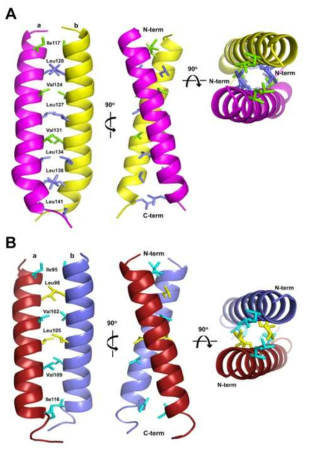 Structure prediction of zipper-like conformation of LBD16 and LBD18 dimer using the Phyre2 server. A. LBD18. a and b indicate the helices predicted from amino acids 111-150 of each monomer. B. LBD16. a and b indicate the helices predicted from amino acids 91-120 of each monomer