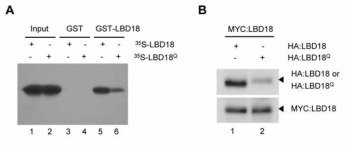 Analysis of the protein-protein interactions between LBD18 and LBD18Q. A. GST-pull-down assays. GST:LBD18 recombinant proteins were incubated with [35S]-LBD18 or [35S]-LBD18Q for pull-down assays. GST proteins were used as a control. B. Co-immunoprecipitation assays. Protoplasts isolated from 2-week-old Arabidopsis plants were transfected with YFPN:LBD18 and YFPC:LBD18 (lane 1) or with YFPN:LBD18 and YFPC:LBD18Q (lane 2) plasmid DNA. Samples prepared after incubation were precipitated with anti-c-Myc agarose, and immunoblot analysis was performed with monoclonal anti-HA or anti-c-Myc antibody