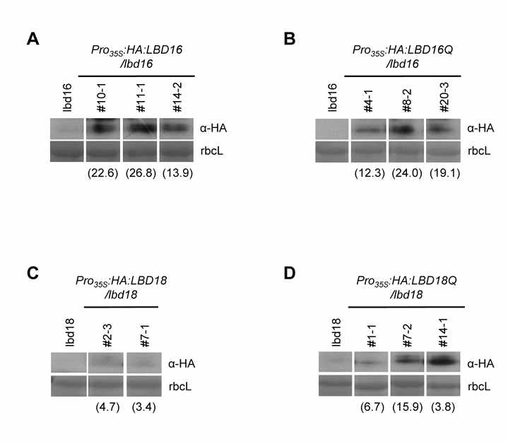 Western blot analysis of proteins isolated from Pro35S:HA:LBD16/lbd16 (A), Pro35S:HA:LBD16Q/lbd16 (B), Pro35S:HA:LBD18/lbd18 (C), and Pro35S:HA:LBD18Q/lbd18 (D) Arabidopsis transgenic lines. Total proteins from each transgenic line were subjected to immunoblot analysis with anti-HA antibody. The numbers within the bracket indicate relative fluorescence intensity of each band in the immunoblot. Fluorescence from each immunoblot band was quantified with the ImageJ. rbcL indicates Ponceau staining of the large subunit of ribulose 1,5-bisphosphate carboxylase/oxygenase used as a loading control