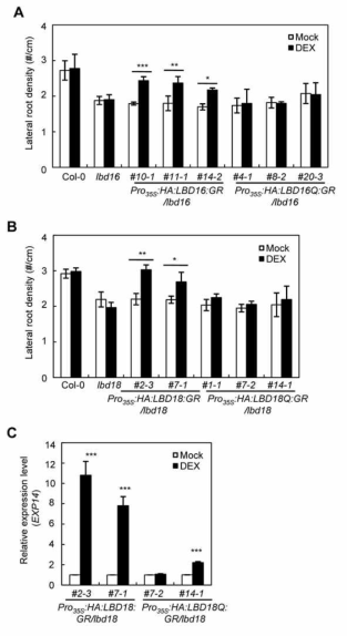 Analysis of the role of the dimerization of LBD16 or LBD18 mediated by the coiled-coil motif in lateral root formation in Arabidopsis. A and B, Complementation of lbd16 by LBD16:GR or LBD16Q:GR (A) and lbd18 by LBD18:GR or LBD18Q:GR (B). Plants were grown vertically for 7 days after germination in the absence or presence of 10 μM DEX and lateral root numbers per unit root length (cm) (lateral root density) measured were plotted. Data are mean ± SD values determined from three independent biological replicates. Asterisks denote statistical significance at P < 0.05 (*), P < 0.01 (**), P < 0.001 (***). C, Expression analysis of EXP14 in Pro35S:LBD18:GR/lbd18 and Pro35S:LBD18Q:GR/lbd18 plants. Seven-day-old seedlings were treated with or without 10 μM DEX for 4 h, and then roots were harvested for real-time RT-PCR analysis. Data are mean ± SE values determined from four independent biological replicates (each biological replicate was estimated as the average of two technical RT-PCR replicates). Asterisks denote statistical significance at P < 0.001 (***).