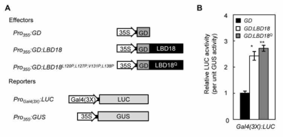 Transcriptional activities of LBD18 and LBD18Q via the EXP14 promoter in Arabidopsis mesophyll protoplasts. A, Schematic diagrams showing reporter plasmids and effector plasmids for transient gene expression assays. The effector plasmid consisted of the Gal4 DNA binding domain (GD) fused to the DNA sequences encoding the full-length of LBD18 or LBD18L120P,L127P,V131P,L138P under the control of the CaMV 35S promoter (Pro35S:Ω:LBD18 or Pro35S: Ω:LBD18L120P,L127P,V131P,L138P). The reporter construct consisted of three copies of the Gal4-DNA-binding domain elements fused to the LUC reporter gene (ProGal4(3X):LUC). The reporter construct consisting of LUC driven by the CaMV 35S promoter (Pro35S:GUS) was used for a transfection control. B, Transient gene expression assays. All the LUC activities are presented after normalizing to GUS activity. Data are mean ± SE values determined from three independent biological replicates. Asterisks denote statistical significance at P < 0.01 (*) and P < 0.001 (**)