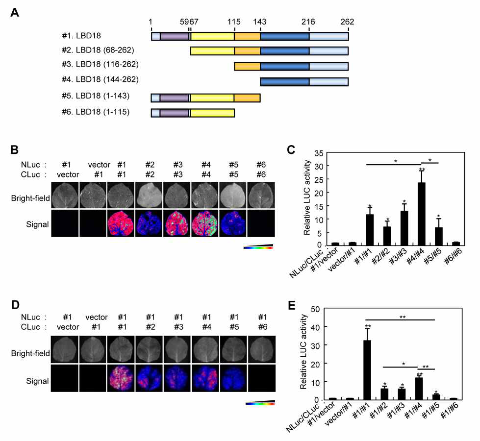 Analysis of protein interaction domain of LBD18 using LCI assays. A, Diagram showing the polypeptide fragments of LBD18 used for LCI assays. The numbers on the LBD18 diagram and in the bracket indicate the positions of amino acids in the polypeptide and the fragments, respectively. B, The LUC images for homodimerization of various LBD18 polypeptide fragments. The numbers on top of the panel indicate the LBD18 polypeptide fragments as shown in Figure 1H. NLuc, N-terminal luciferase; Cluc, C-terminal luciferase. C, Quantification of LCI assays in (B). Data are mean ± SE values determined from three independent biological replicates. D, The LUC images for the protein-protein interactions between LBD18 and various LBD18 polypeptide fragments. E, Quantification of LCI assays in (D). Data are mean ± SE values determined from three independent biological replicates. Asterisks denote statistical significance at P < 0.05 (*) and P < 0.01 (**)