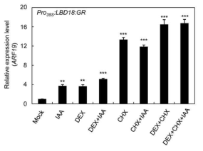 LBD18 and auxin additively induce ARF19 expression. Seven-day-old Pro35S:LBD18:GR seedlings were incubated with the indicated chemicals (20 μM IAA, 10 μM DEX, and/or 50 μM CHX) for 3 h then roots were harvested for real-time RT-PCR analysis. Mean ± SE values were determined from n = three biological replicates (each biological replicate was estimated as the average of two technical RT-qPCR replicates). Asterisks denote statistical significance at P < 0.01 (**) and P < 0.001 (***)