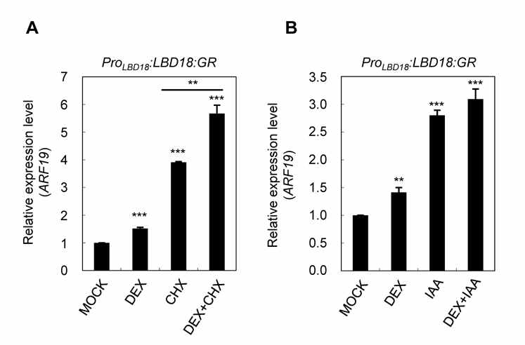 Expression Analysis of ARF19 Gene in ProLBD18:LBD18:GR. (A) Effect of cycloheximide (CHX) treatment on DEX-induced expression of ARF19 gene in ProLBD18:LBD18:GR roots. Seven-day-old seedlings were incubated with DEX and/or CHX for 2 hours and subjected to qRT-PCR analysis. (B) Expression of ARF19 gene in ProLBD18:LBD18:GR roots (8 DAG) treated with Mock, DEX, IAA and DEX+IAA for 2 hours. Mean ± SE values were determined from n = three biological replicates (each biological replicate was estimated as the average of two technical RT-qPCR replicates). Asterisks denote statistical significance at *P < 0.05, **P < 0.01 and ***P < 0.001