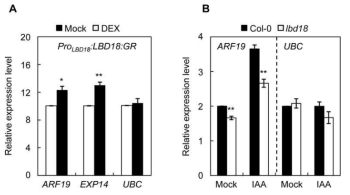 Expression Analysis of ARF19 in lbd18 Mutant and ProLBD18:LBD18:GR Overexpression Lines. (A) Expression of ARF19 in ProLBD18:LBD18:GR transgenic Arabidopsis grown with or without DEX. Plants were incubated in MS media supplemented with mock (□) or DEX (■) for 7 days, analyzed by qRT-PCR, and plotted as the relative expression level. (B) ARF19 gene expression in WT and lbd18 mutant in response to auxin. EXP14 and Ubiquitin-conjugating enzyme E2 (UBC) genes were used as positive and negative control, respectively. Seven days old seedlings were incubated with IAA (20 μM) or Mock (DMSO) for 3 hours and subjected to RT-qPCR analysis. Mean ± SE values were determined from n = three biological replicates (each biological replicate was estimated as the average of two technical RT-qPCR replicates). Asterisks denote statistical significance at P < 0.05 (*) and P < 0.01 (**)