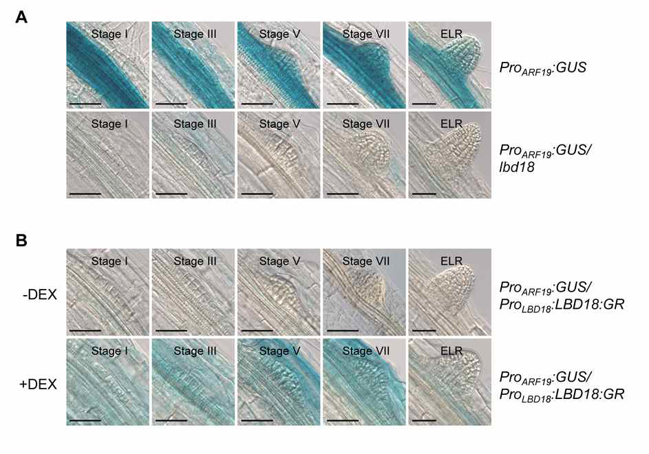 GUS expression of ProARF19:GUS in LBD18 loss-of-function mutant and overexpression lines. Seven days-old light-grown seedlings were incubated with or without DEX (10 μM) for 16 hours and subjected to GUS staining .Scale bars: 50 μm