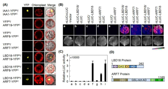 Protein-protein interactions between ARFs and LBD18. (A) BiFC assays for protein-protein interactions between LBD18 and ARFs in Arabidopsis protoplasts. Images represent epi(YFP), auto(chloroplast), and merged images. (B) Split-LUC assay for ARF7 and LBD18 protein interaction. (C) Quantification of Split-LUC assay for ARF7 and LBD18 protein interaction. Bars represent standard errors. Data are means ± standard errors of three independent experiments. (D) Domain structures of LBD18 and ARF7