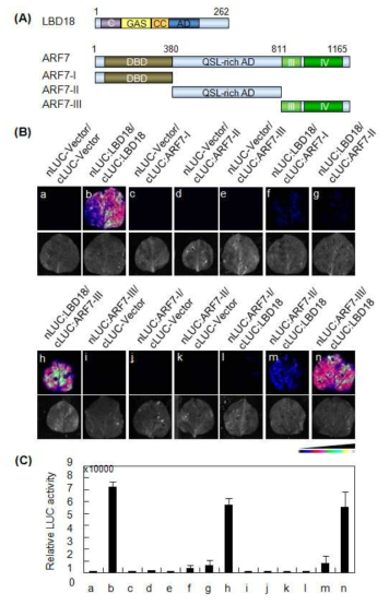 LBD18 interacts with ARF7 through the domains III-IV of ARF7 in LCI assays. (A) Schematic diagram showing the conserved motifs and functional domains of LBD18 and ARF7. (B) The LCI assays in N. benthamiana. (C) Quantification of the LUC activities of LCI (B). Bars represent standard errors. Data are means ± standard errors of three independent experiments