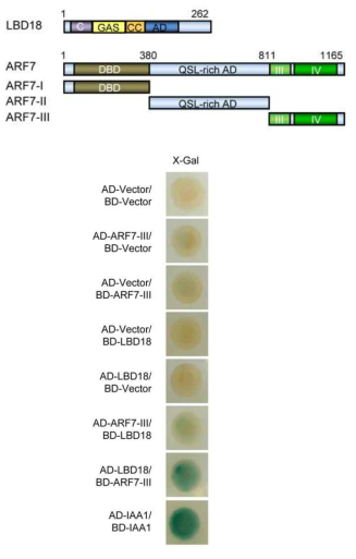 Protein-Protein Interactions Between LBD18 and ARF7-III Domain. Full length LBD18 and C-terminal of ARF7-III (#aa811-1165) DNA was inserted into AD and BD vectors. Indicated constructs were transformed into yeast reporter strain Y190 and grown on -Trp/Leu/His media for 3 days. Filter lift assay was conducted for monitoring expression of LacZ reporter gene