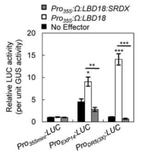 Effects of LBD18 or LB18:SRDX overexpression on the LUC reporter gene fused to the EXP14 promoter or the DR5 promoter in Arabidopsis protoplasts. Reporter constructs consisted of the promoter of EXP14 (ProExp14:LUC) or synthetic promoter DR5 (ProDR5(3X):LUC) fused to LUC. Protoplasts prepared from Arabidopsis mesophyll cells were transfected with the indicated reporters with (□) or without (■) Pro35S:Ω:LBD18 plasmid