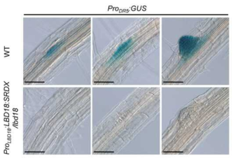 GUS staining of ProDR5:GUS in wild-type and ProLBD18:LBD18:SRDX/lbd18 plants grown for 7days. Scale bars: 50 μm. WT, wild type