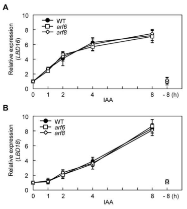 Expression of LBD16 and LBD18 in arf6 and arf8 mutants in response to auxin compared to wild type. Seven days old seedlings were treated with or without 20 μM IAA for indicated times, and then were harvested for RT-qPCR analysis. Mean ± SE values were determined from n = three biological replicates (each biological replicate was estimated as the average of two technical RT-qPCR replicates). WT, wild type