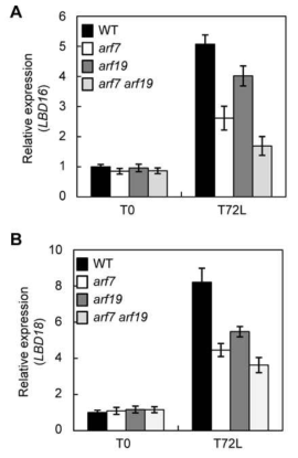 Expression of LBD16 and LBD18 in arf7, arf19, and arf7 arf19 mutants in response to auxin compared to wild type upon induction of adventitious root formation in the light for 0 (T0) and 72 h (T72L). (A) Expression of LBD16. (B) Expression of LBD18. Plates in which seeds were sterilized and sowed were incubated at 4℃ for 48 h for stratification and transferred to the light for 5 hours to induce germination. They were then wrapped with three layers of aluminum foil and kept in the dark until the seedling hypocotyls reached an average length of 6 mm (T0). Seedlings were then transferred to the light for induction of adventitious roots for 3 days (T72L) after to the light, and were subjected to RT-qPCR. Mean ± SE values were determined from n = three biological replicates (each biological replicate was estimated as the average of two technical RT-qPCR replicates)