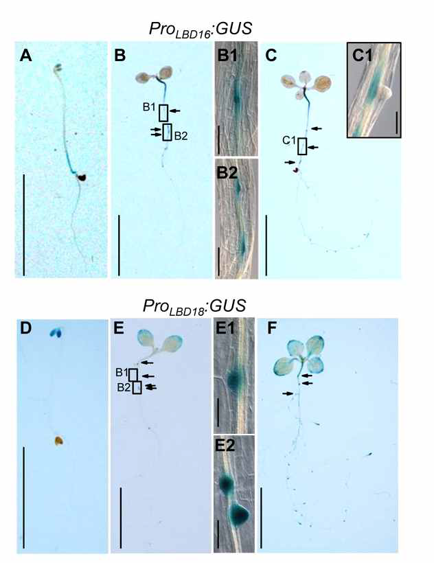 Overalpping GUS expression patterns of ProLBD16:GUS and ProLBD18:GUS Arabidopsis during the formation of adventitious root primordium. (A) and (D) 72 h in the dark. (B) and (E) 72 h after transfer to the light. (C) and (F) 6 days after transfer to the light. Arrows indicate adventitious roots or primordia. B1, B2, C1, E1, and E2, magnified view of the square indicated by arrows in B, C, and E, respectively. Bar = 1 cm in (A-F) and 50 μm in (B1, B2, C1, E1, and E2)