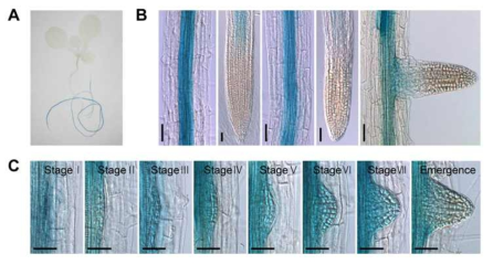 GUS expression of ProLBD14:GFP:GUS transgenic Arabidopsis. (A-C) GUS expression in 7-day-old light grown ProLBD14:GFP:GUS seedlings. GUS expression of whole seedling (A), primary and lateral roots (B), and LRP (C). Stages I–VII of primordia were based on the classification by Malamy and Benfey (1997). Scale bars = 50 ㎛