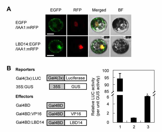Analysis of subcellular localization and transcriptional activities of LBD14 in Arabidopsis mesophyll protoplasts. (A) Subcellular localization of EGFP fusion proteins of LBD14. Images represent epifluorescence (EGFP or RFP), merge, and black and white field images of mesophyll protoplasts transfected with the corresponding plasmid DNAs. Scale bar = 10 ㎛. (B) Transient gene expression assays with Arabidopsis mesophyll protoplasts. Schematic diagrams showing the effector and reporter plasmids. The DNA binding domain of Gal4 (Gal4BD) was fused to LBD14. VP16 was used as a positive control. Arabidopsis mesophyll protoplasts were transfected with the reporter plasmid, Gal4(3x):LUC and the effector plasmid along with 35S:GUS plasmid used as a transfection control. Values on the y-axis are derived from measurements of relative light units of LUC activity after normalizing to GUS activity from a minimum of triplicate experiments. The numbers below the column 1, 2, and 3 indicate the effector plasmids, Gal4BD, Gal4BD:VP16, and Gal4BD:LBD14, respectively. Asterisks denote statistical significance at p<0.05 (*). Bars indicate standard errors