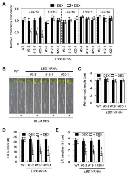 Analysis of LR phenotype of DEX-inducible LBD14RNAi transgenic Arabidopsis in the absence or presence of DEX. (A) Quantitative RT-PCR analysis of the LBD13, LBD14, LBD15, LBD16, and LBD18 transcripts in wild-type and DEX-inducible LBD14RNAi transgenic plants. Total RNAs were isolated from 7-day-old seedlings and each RNA sample was subjected to qRT-PCR. Mean ± SE values were determined from n = three biological replicates (each biological replicate was estimated as the average of two technical RT-qPCR replicates). Asterisks denote statistical significance at p<0.01 (**), p<0.001 (***). (B) LR phenotypes of DEX-inducible LBD14RNAi transgenic plants. Seven-day-old seedlings of wild-type and DEX-inducible LBD14RNAi transgenic plants are shown. Scale bars = 1 cm. (C) Primary root lengths of DEX-inducible LBD14RNAi transgenic plants. Error bars indicate the SD (n = 20). (D) LR number of DEX-inducible LBD14RNAi transgenic plants. Error bars indicate the SD (n = 20). (E) LR densities of DEX-inducible LBD14RNAi transgenic plants. LR, densities, LR numbers per unit primary root lengths (cm) measured, were plotted. Error bars indicate the SD (n = 20)