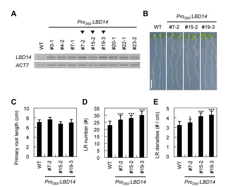 Analysis of LR phenotype of Pro35S:LBD14transgenic Arabidopsis. (A) RT-PCR analysis of LBD14 from Pro35S:LBD14 transgenic plants compared with wild-type. Total RNAs were isolated from 7-day-old seedlings and each RNA sample was subjected to RT-PCR. Black triangles indicate transgenic lines used for phenotypic analysis. (B) Seven-day-old wild-type and Pro35S:LBD14 transgenic plants. Scale bars = 1 cm. (C) Primary root length of Pro35S:LBD14 transgenic plants compared with wild-type. (D) LR numbers of Pro35S:LBD14 transgenic plants compared with wild-type. (E) LR densities of Pro35S:LBD14 transgenic plants compared with wild-type. Error bars indicate the SD (n = 20). Asterisks denote statistical significance at p<0.05 (*), p<0.001 (***)