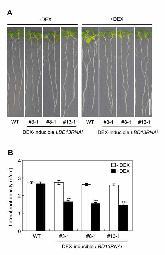 Analysis of lateral root phenotypes of DEX-inducible LBD13RNAi lines with or without DEX