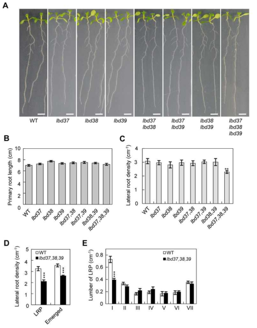 Analysis of lateral root phenotype of lbd36, lbd38, and lbd39 single, double, and triple mutants. (A) Lateral root phenotype. (B) Primary root length. (C) Number of emerged lateral roots per unit primary root length. (D) Number of lateral root primordia and emerged lateral roots. (E) Number of primordia at given primordium developmental stage. Plants were grown vertically for 7 days after germination and analyzed for lateral root number, primary root length, and lateral root primordium. Asterisks denote statistical significance at p<0.01 (**) and p<0.001 (***)